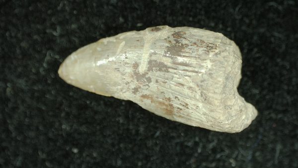 Genuine Permian Age Dimetrodon Synapsid Tooth From Texas For Sale #2b