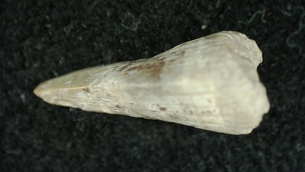 Genuine Permian Age Dimetrodon Synapsid Tooth From Texas For Sale #2c