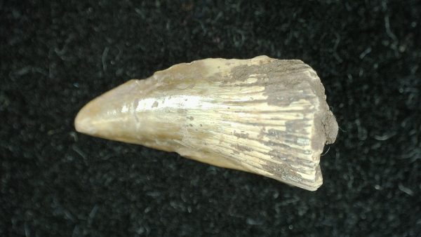 Genuine Permian Age Dimetrodon Synapsid Tooth From Texas For Sale #4a