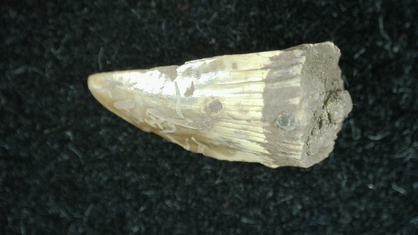 Genuine Permian Age Dimetrodon Synapsid Tooth From Texas For Sale #4b