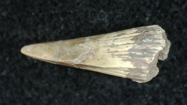 Genuine Permian Age Dimetrodon Synapsid Tooth From Texas For Sale #4c