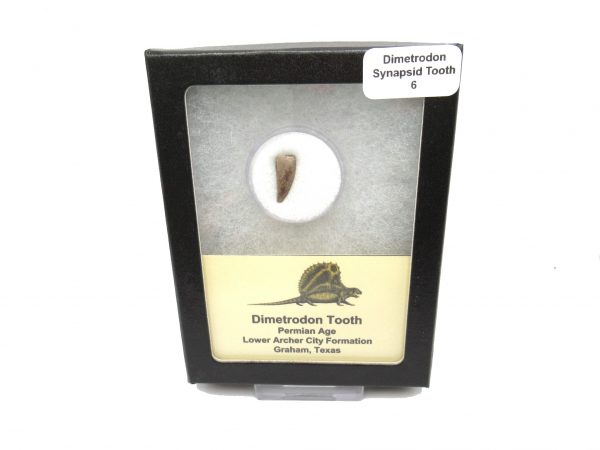 Genuine Permian Age Dimetrodon Synapsid Tooth From Texas For Sale #6