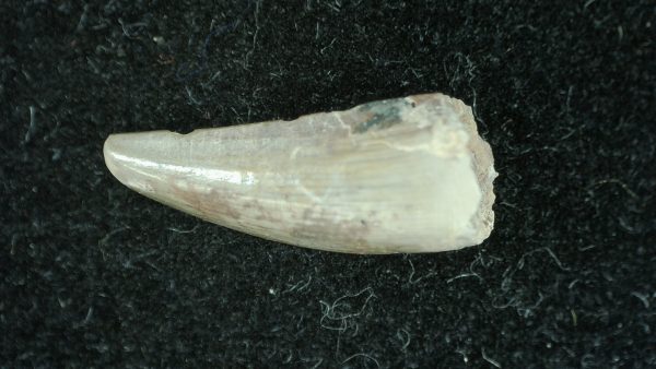 Genuine Permian Age Dimetrodon Synapsid Tooth From Texas For Sale #6a