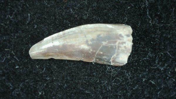 Genuine Permian Age Dimetrodon Synapsid Tooth From Texas For Sale #6b