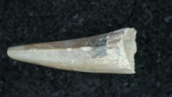 Genuine Permian Age Dimetrodon Synapsid Tooth From Texas For Sale #6c