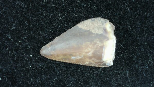 Genuine Permian Age Dimetrodon Synapsid Tooth From Texas For Sale #8a