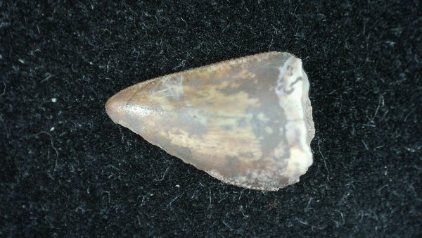 Genuine Permian Age Dimetrodon Synapsid Tooth From Texas For Sale #8b