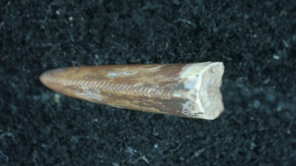 Genuine Permian Age Dimetrodon Synapsid Tooth From Texas For Sale #8c