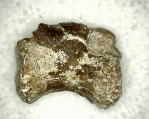 Edaphosaurus Vertebrae #3 - Image 7