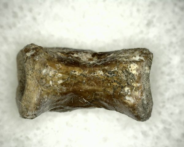 Edaphosaurus Vertebrae #3 - Image 5