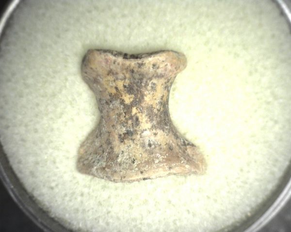 Limnoscelis paludis Reptile Bone #3