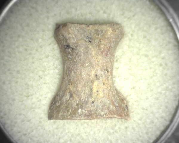 Limnoscelis paludis Reptile Bone #4