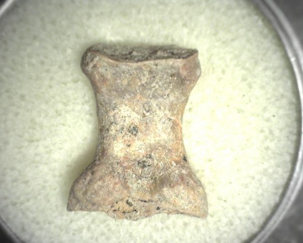 Limnoscelis paludis Reptile Bone #4 - Image 2