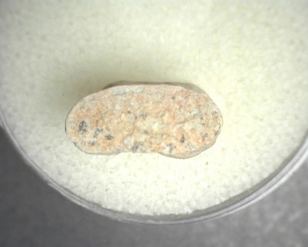 Limnoscelis paludis Reptile Bone #4 - Image 3