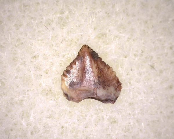 Triassic Ornithischian Tooth #6 - Image 2