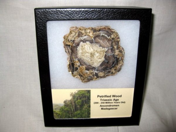 Genuine Petrified Wood From Madagascar For Sale- Triassic Age #7