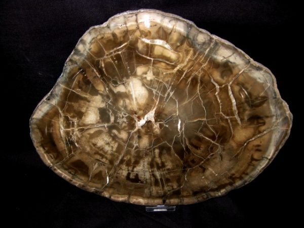 Genuine Petrified Wood Woodworthia For Sale- Triassic Age #4