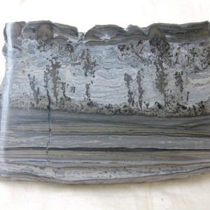 Genuine Triassic Age Cotham Marble Fossils for Sale from England #11