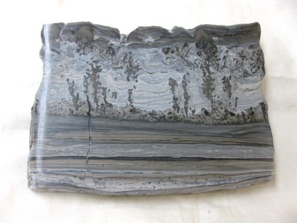 Genuine Triassic Age Cotham Marble Fossils for Sale from England #11