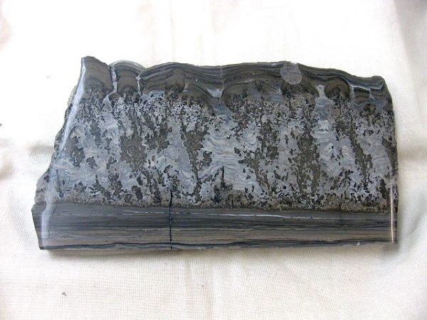 Genuine Triassic Age Cotham Marble Fossils for Sale from England #13