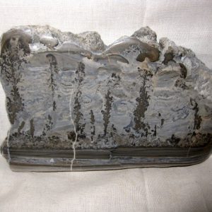 Genuine Triassic Age Cotham Marble Fossils for Sale from England #1