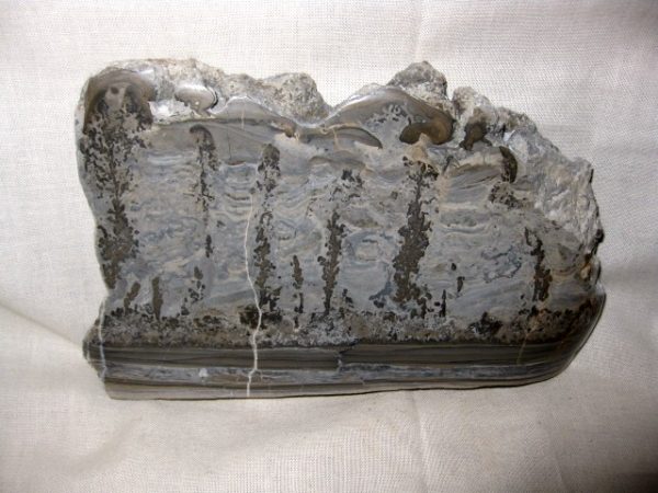 Genuine Triassic Age Cotham Marble Fossils for Sale from England #1