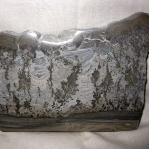 Genuine Triassic Age Cotham Marble Fossils for Sale from England #2