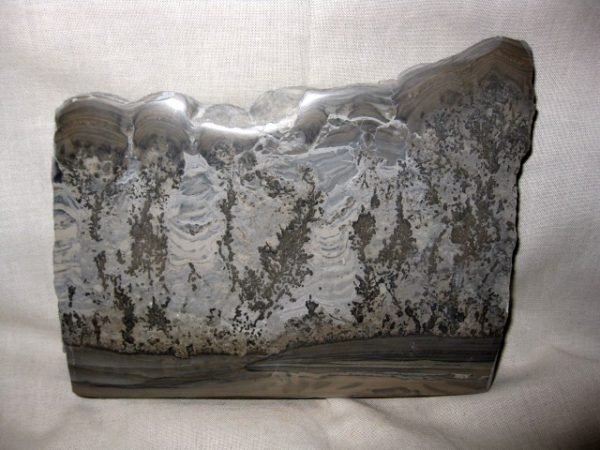 Genuine Triassic Age Cotham Marble Fossils for Sale from England #2