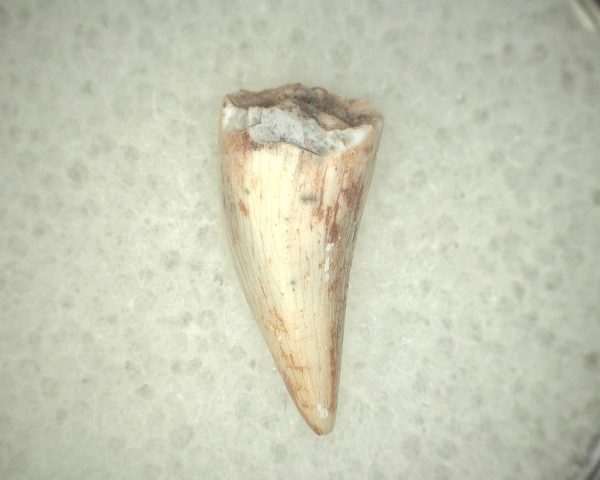 Koskinodon Amphibian Tooth #22