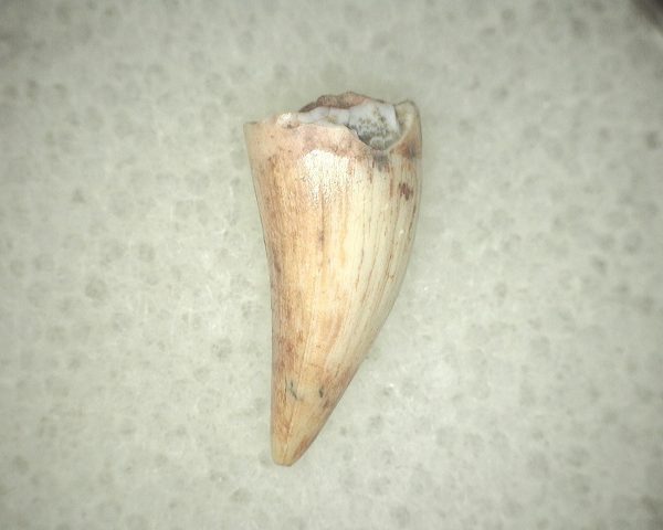 Koskinodon Amphibian Tooth #22 - Image 2