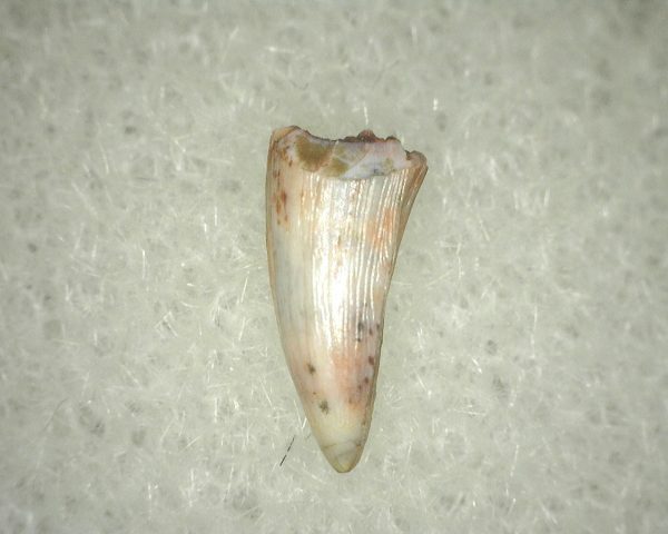 Metoposaurus Amphibian Tooth #12