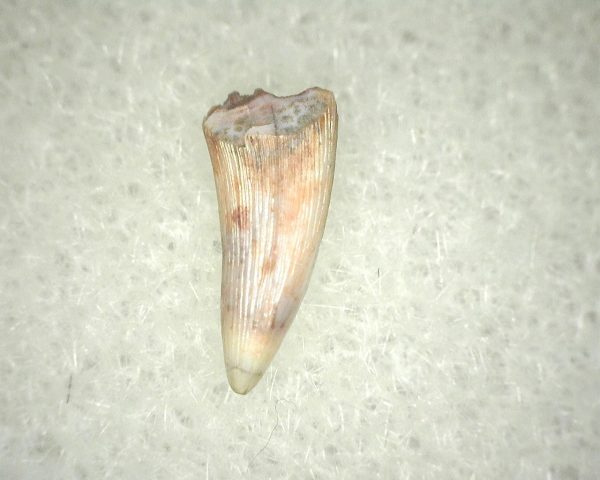 Metoposaurus Amphibian Tooth #12 - Image 2