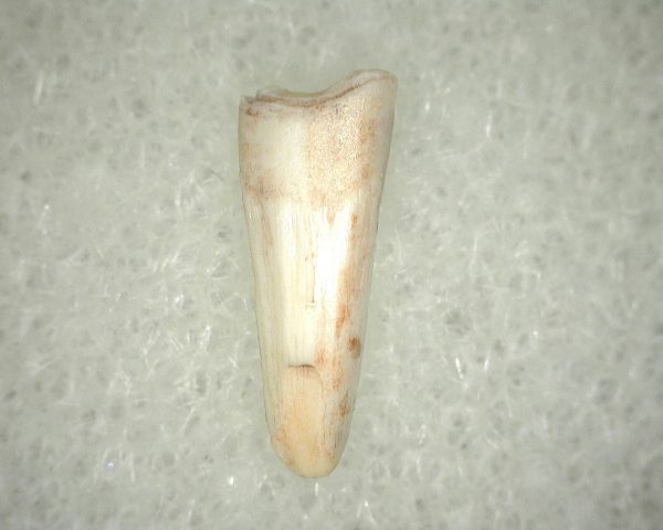 Metoposaurus Amphibian Tooth #13