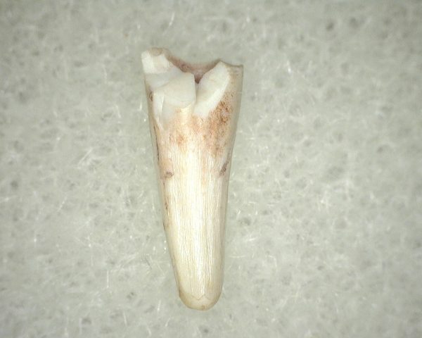 Metoposaurus Amphibian Tooth #13 - Image 2