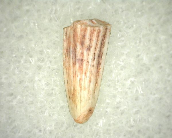 Metoposaurus Amphibian Tooth #14