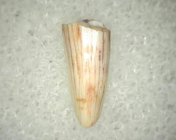 Metoposaurus Amphibian Tooth #14 - Image 2