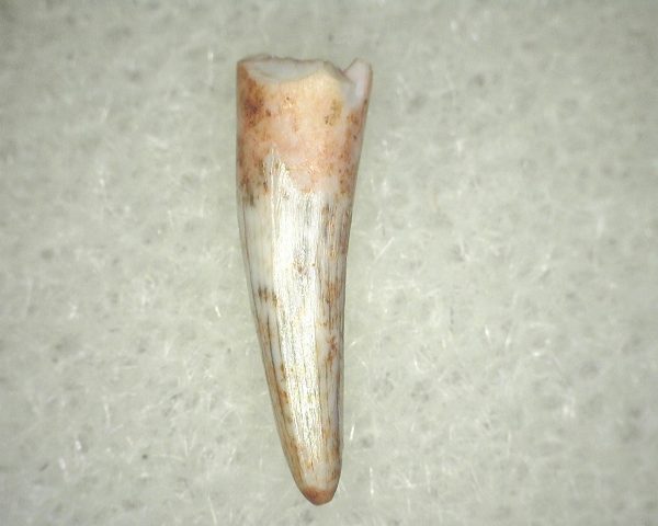 Metoposaurus Amphibian Tooth #15