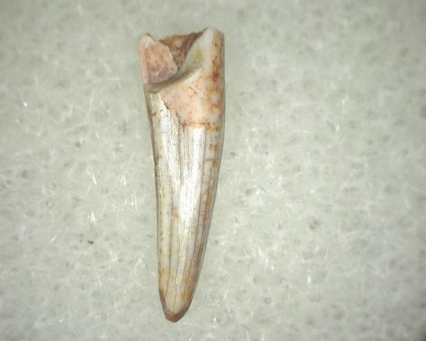 Metoposaurus Amphibian Tooth #15 - Image 2