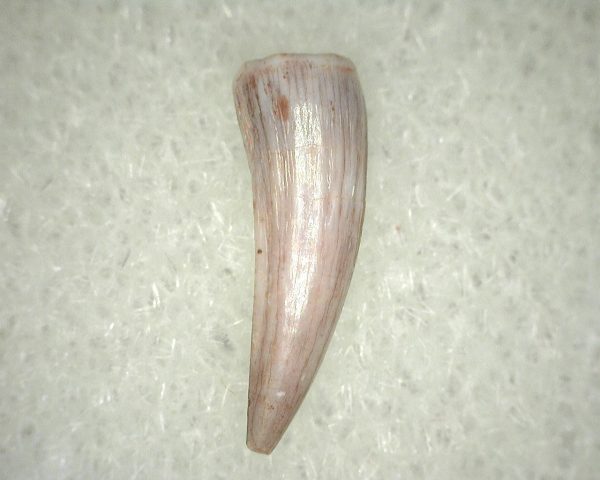 Metoposaurus Amphibian Tooth #16