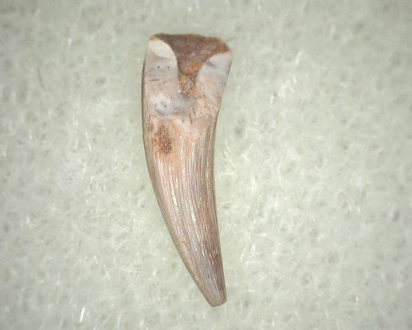 Metoposaurus Amphibian Tooth #16 - Image 2