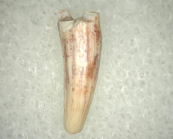 Metoposaurus Amphibian Tooth #17