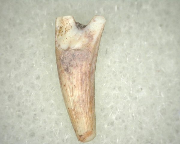 Metoposaurus Amphibian Tooth #17 - Image 2