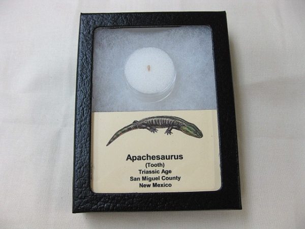 "Apachesaurus" Amphibian Tooth #10