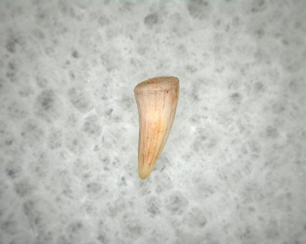 "Apachesaurus" Amphibian Tooth #10 - Image 3