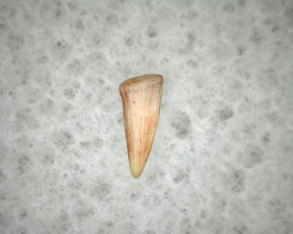 "Apachesaurus" Amphibian Tooth #10 - Image 2