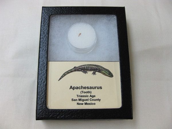 "Apachesaurus" Amphibian Tooth #11