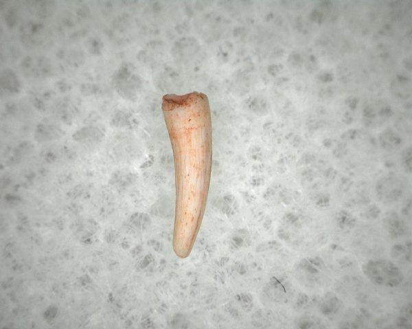 "Apachesaurus" Amphibian Tooth #11 - Image 3