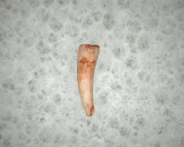 "Apachesaurus" Amphibian Tooth #11 - Image 2