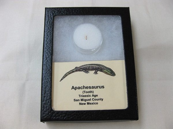 "Apachesaurus" Amphibian Tooth #12