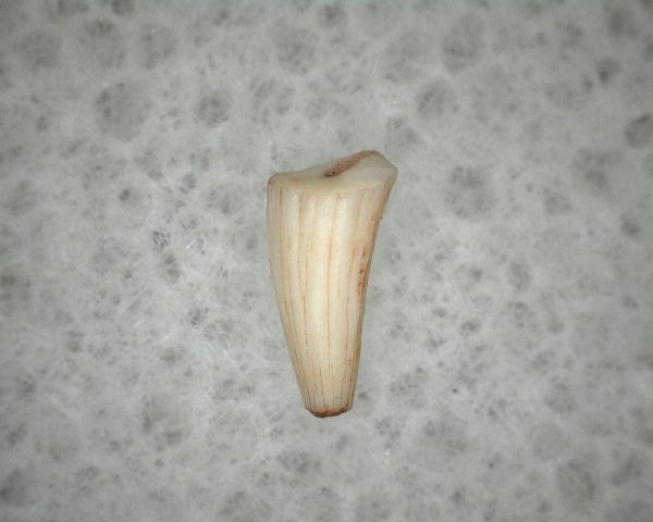 "Apachesaurus" Amphibian Tooth #12 - Image 3